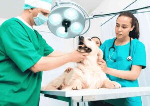 Heartworm Prevention for Dogs