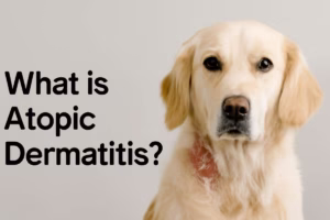 What is Atopic Dermatitis