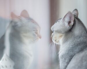 Cephalexin for Cats