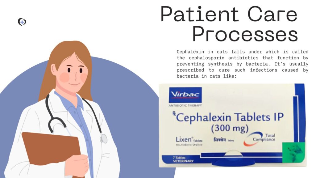 Cephalexin for Cats