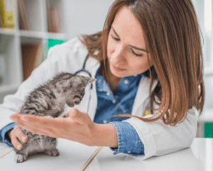 Cephalexin for Cats