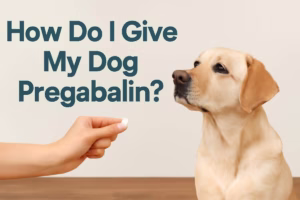 How do I give my pet pregabalin