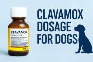 Clavamox Dosage for Dogs  