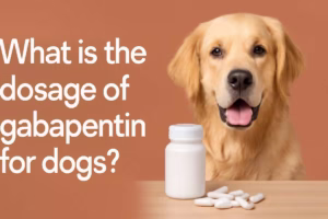 What is the dosage of Gabapentin for dogs