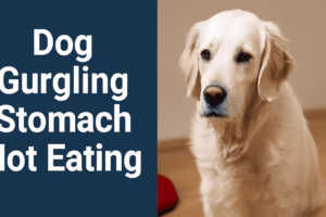 Dog Gurgling Stomach Not Eating