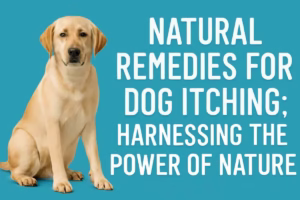 Natural Remedies for Dog Itching: Harnessing the Power of Nature