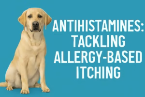 Antihistamines: Tackling Allergy-Based Itching