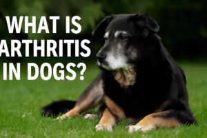What is Arthritis in Dogs